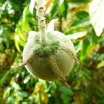Solanum wrightii Vrucht