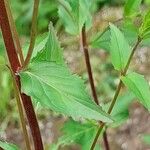 Epilobium montanum Φύλλο