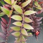 Aeschynanthus parviflorus Leaf