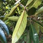 Elaeodendron orientale List