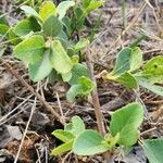 Cordia quercifolia Ліст