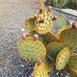 Opuntia aciculata Folio