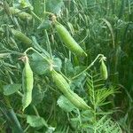 Lathyrus oleraceus Fruto