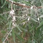 Elaeagnus angustifolia Feuille