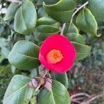 Camellia japonica Flower