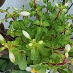 Fuchsia magellanica Leaf