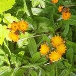 Pilosella aurantiaca Bloem