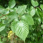 Rubus nessensis Other