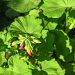 Pelargonium × hybridum Ďalší