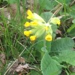 Primula verisFlower