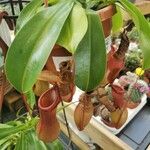 Nepenthes spp. Leaf