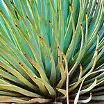 Hesperoyucca newberryi