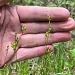 Carex alba Flors