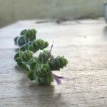 Origanum dictamnus Flower