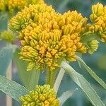 Flaveria bidentis Flower