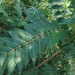 Ailanthus altissimaBlatt