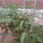 Syngonium angustatum Лист