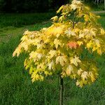 Acer shirasawanum Leaf