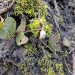 Asarum europaeum 整株植物