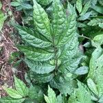 Thunbergia erecta Leaf