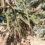 Cryptomeria japonicaFolha