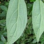 Pouzolzia obliqua Hoja
