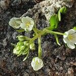 Ornithogalum balansae Alkat (teljes növény)