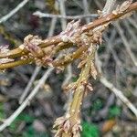 Forsythia intermedia Drugo