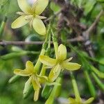 Pavetta gardeniifolia Virág
