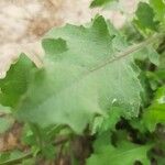 Atriplex laciniata 葉