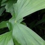 Caryota mitis Leaf