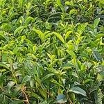 Camellia sinensis Deilen