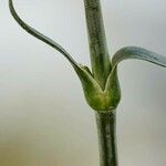 Dianthus caryophyllus Bark
