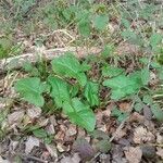 Arum maculatum Leaf