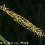 Carex binervis