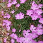 Dianthus pungens Muu