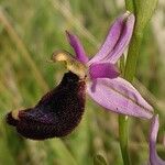 Ophrys bertolonii Flower