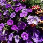 Petunia × atkinsiana عادت داشتن