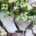 Galium anisophyllon Liść