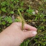 Plantago virginica Blatt