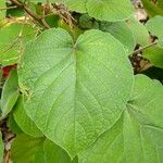 Clerodendrum buchananii Övriga