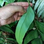 Olfersia cervina Лист