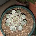 Echeveria longissima Hoja