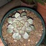 Echeveria longissima Frunză