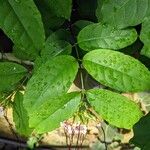 Strophanthus preussii Blad