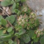 Hornungia petraea Квітка