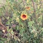 Abutilon hirtum Fleur