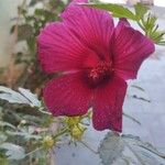 Hibiscus cannabinusKukka