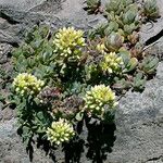 Sedum oregonense Pokrój