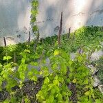 Agastache mexicana Агульны выгляд